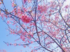 -天适樱花悠乐园