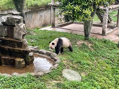 -中国大熊猫保护研究中心雅安碧峰峡基地