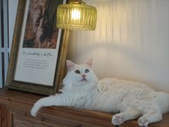 -Catmate·猫肥家润(金润铂宫店)