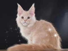-70cat德文卷毛猫·缅因猫纯种猫舍