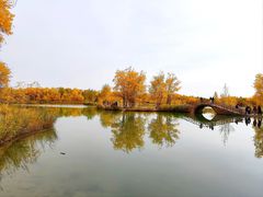 -金塔沙漠胡杨林景区