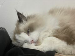 -宠福鑫康馨动物医院·骨科·眼科