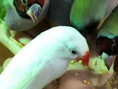 -萌宠奇缘