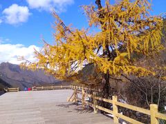 -黄龙山原始森林景区