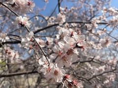 -桃花堤公园
