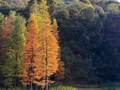 -广州市石门国家森林公园
