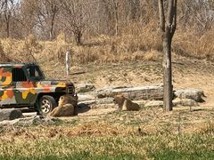 -北京野生动物园