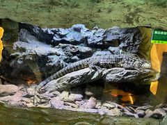 -海南热带野生动植物园