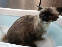 -PETKIT小佩宠物·低压洗护(国顺东路店)