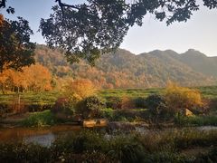 -中国茶叶博物馆(双峰馆区)