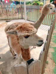 -萌宠亲子动物乐园(槐房万达店)