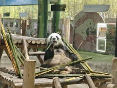 -栾川竹海野生动物园