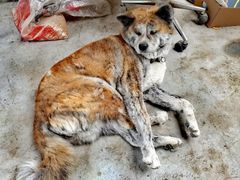 -马陆小张葡萄园农家乐