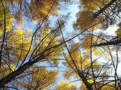 -塞罕坝国家级自然保护区