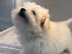 -翊宠yipet猫狗购宠庄园犬舍•猫舍