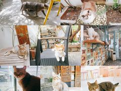 -喵屿·大理花园猫咖
