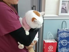 -纳吉亚猫专科动物医院·北北分院