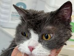 -老吴的猫·猫舍(新区店)