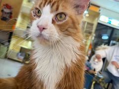-平行世界·猫咖(首经贸店)
