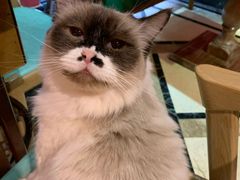 -猫色咖啡·猫咖
