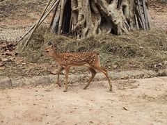 -清迈夜间动物园