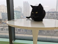 -怪兽屋·羊驼·猫咖·狗咖(俊华广场店)