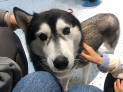 -Husky Go!哈士奇体验馆·宠物咖啡厅狗咖