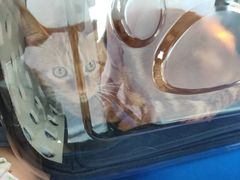 -伟伟宠物医院·CT影像中心·瑞派犬猫综合性门诊(汉口总院)