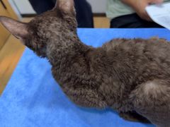 -pd派德宠物中心医院24H急重症·眼科中心·血液透析中心(嵩山北路店)