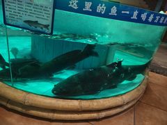 -年辉渔村·非遗传承餐厅(新丰江店)