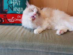 -CAT’S MEWSTAR CAFE·喵星球猫屋(晴湾咖啡店)