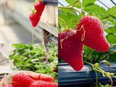 -甜心庄园·甜心草莓采摘园(西青中北店)