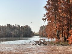 -池杉湖湿地公园