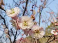 -梅花山(明孝陵内)