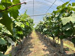 -马陆小张葡萄园农家乐