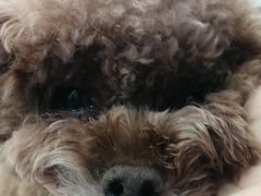 -全心全意连锁动物医院·微创中心·内科急重症·心脏专科(丰管路店)