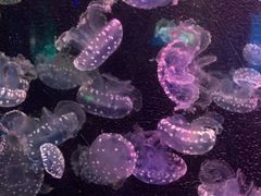 -太平洋海底世界