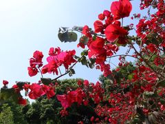 -重庆平顶山公园