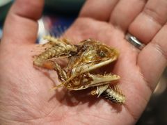 -西湖春天•老字号杭州菜(百汇店)