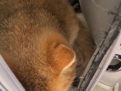 -瑞派宠物医院·犬猫全科·猫友好(宾水西道店)