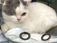 -瑞鹏宠物医院犬猫全科(真大分院)