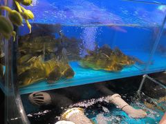 -苏格里岛自助烤肉海鲜火锅(成都金牛万达店)