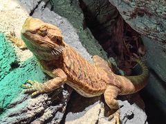 -帕帕拉兹宠物(亚洲旗舰店)