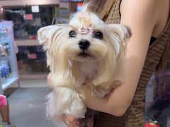 -FAELING PETS美天灵宠物(富力广场店)