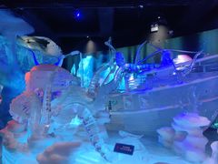-海合安成都极地海洋公园