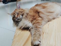 -藏猫猫咖啡主题馆(中央大道店)