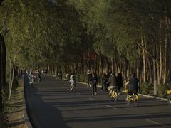 -丁香湖公园