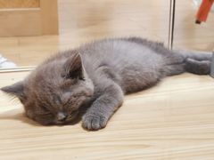 -屋虎猫馆(宝安大仟里店)