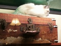 -猫咪博物馆(顶澳仔猫街店)