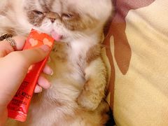 -猫色咖啡·猫咖
